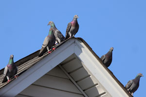 bird infestation removal