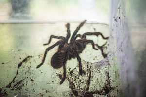 spider fumigation dublin