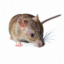 rat rodent control services