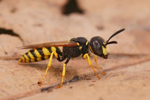 wasp exterminator