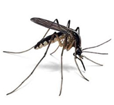 Mosquito pest control - understanding what mosquitoes look like, how they behave, and how quickly they spread is the first step in getting ahead of them.