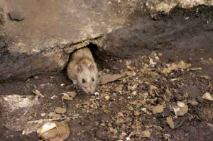 rat-control rat control services in dublin