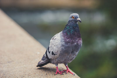 why bird pest control matters