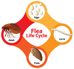 why fleas keep coming back