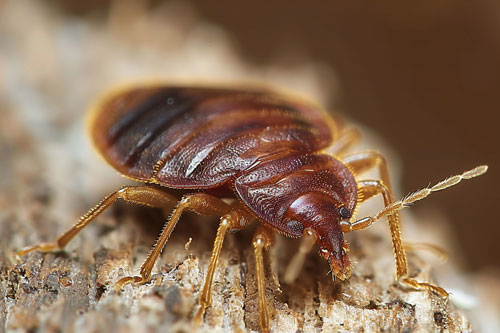 get rid of bed bugs naturally