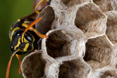 humane way of removing wasp nest