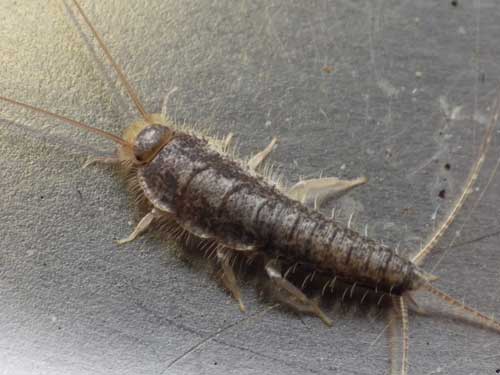 natural silverfish control
