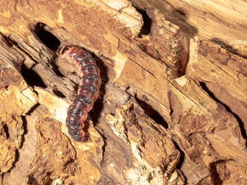 natural woodworm treatment