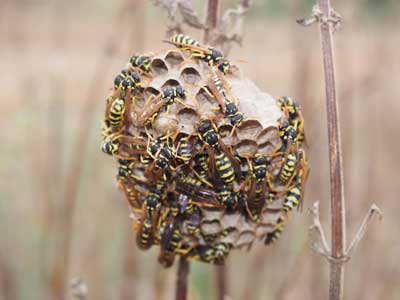 professional-wasp-nest-removal importance of professional wasp nest removal for safe and effective treatment