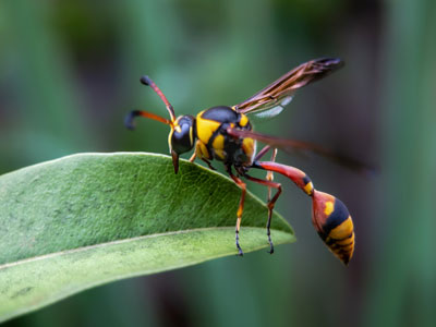 wasp exterminator