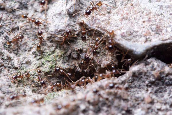long lasting method for ant colony removal